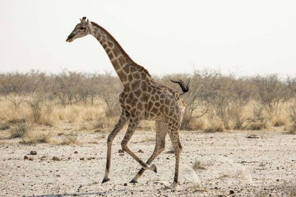 Africa, Namibia, Etosha NP Running giraffe